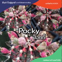 เมล็ดยิมโน "Pocky"