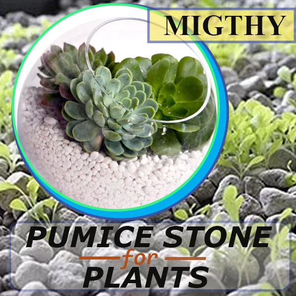 Pumice stone for succulent and cactus Lazada PH