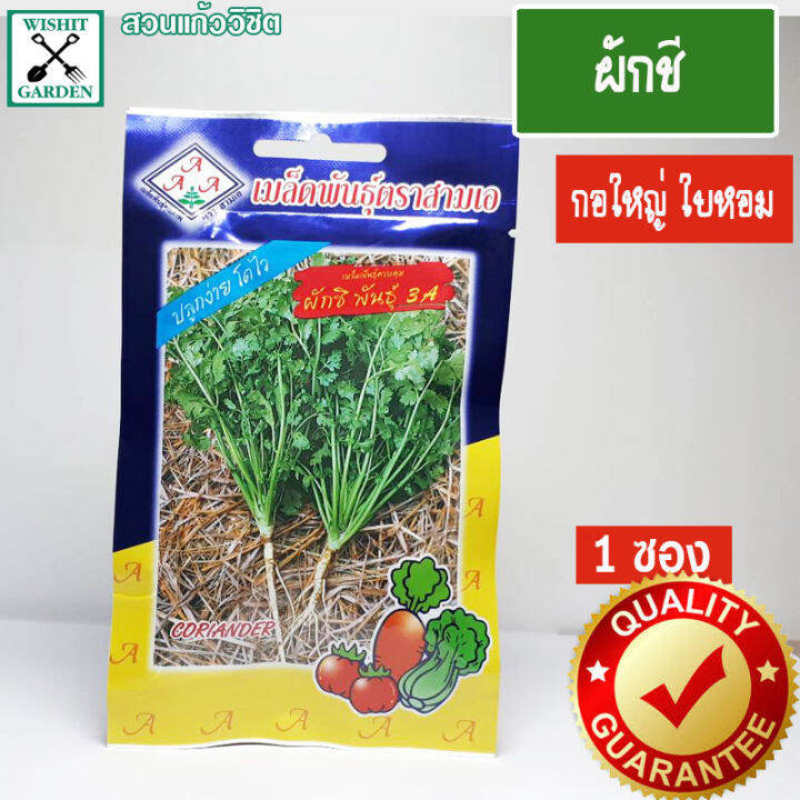 เมล็ดพันธุ์-ผักชี-พันธุ์3a-1-ซอง-เมล็ดพันธุ์ผักเพื่อสุขภาพ-เมล็ดพันธุ์คุณภาพ-เมล็ดพันธุ์ตราสามเอ