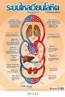 INTOP By OST Plastic Poster Circulatory System ระบบไหลเวียนโลหิต : 50x70 Cm #EP-515