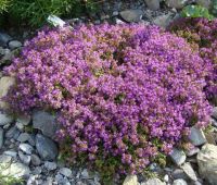 เมล็ดพันธุ์ ไทม์เลื้อย thymus serpyllum creeping thyme สีม่วง 500 เมล็ด เมล็ดพันธุ์นำเข้า