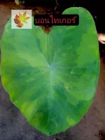 โคโลคาเซีย​ไท​เกอร์​ บอนไท​เกอร์​ บอนบ้าน​ๆ บอนด่างไทเกอร์หรือ Colocasia tiger stripe ? ส่งแบบตัดใบทิ้ง​