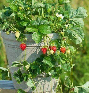 เมล็ดพันธุ์ Garden Strawberry Seeds สายพันธุ์ Seascape 50 เมล็ด เมล็ดพันธุ์ Garden นำเข้าจาก ยุโรป