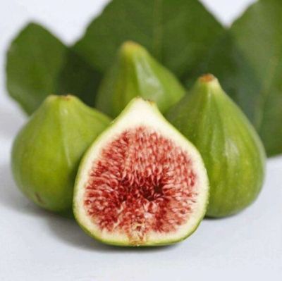 10 เมล็ด เมล็ดมะเดื่อฝรั่ง Figs สายพันธุ์ Violet de Bordeaux (วีดีบี) ของแท้ 100% มะเดื่อฝรั่ง หรือ ลูกฟิก (Fig) อัตรางอกสูง 70-80% Figs seeds มีคู่มือวิธีปลูก