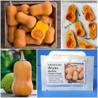 เมล็ดพันธุ์ ฟักทอง ฮันนี่นัท Honeynut Squash Seed 10 เมล็ด คุณภาพดี ราคาถูก ของแท้