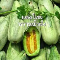 แตง แตงไทย เมล็ดพันธุ์แตงไทยหวานน้ำผึ้ง บรรจุ 10 เมล็ด