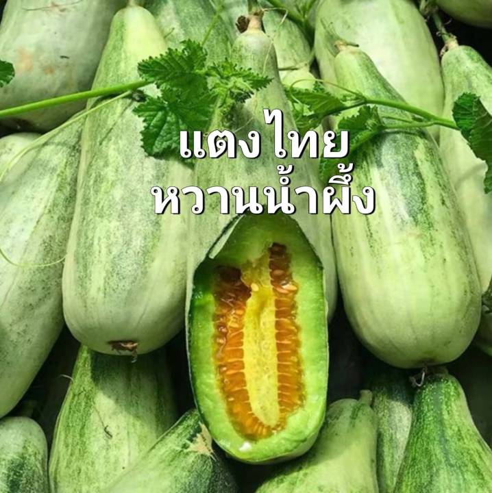 แตง-แตงไทย-เมล็ดพันธุ์แตงไทยหวานน้ำผึ้ง-บรรจุ-10-เมล็ด