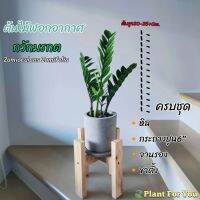 โปรแรง กวักมรกต (ZZ Plant)(ต้นไม้ฟอกอากาศ) ต้นสูง20-25+ซม. พร้อมกระถางปูน6"+จานรอง+หิน+ขาตั้ง เก็บเงินปลายทาง