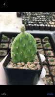 ? ถอดรากส่ง- แคคตัสแตงโม Opantia Decumbens Cactus #กระบองเพชร#พืชทนแล้ง#ไม้ประดับ#ตกแต่งบ้าน#ตกแต่งคอนโด ของมีพร้อมส่ง เก็บเงินปลายทาง ?