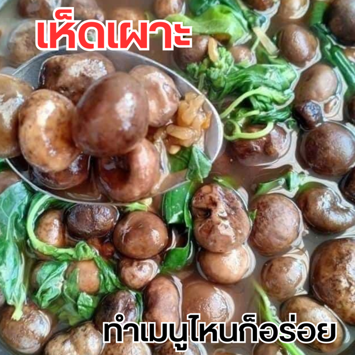 เห็ดเผาะ-คัดอ่อน-ต้มแล้ว-แพคสูญญากาศ-500-กรัม