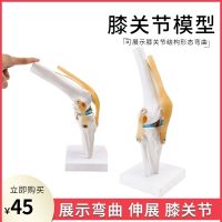 The function model of the human knee joint human body skeleton model knee patella knee joints model