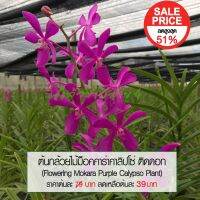 กล้วยไม้ม็อคคาร่าคาลิปโซ่ติดดอก สีม่วง (Flowering Mokara Purple Calypso Orchid Plant) สูง 70-80 ซม