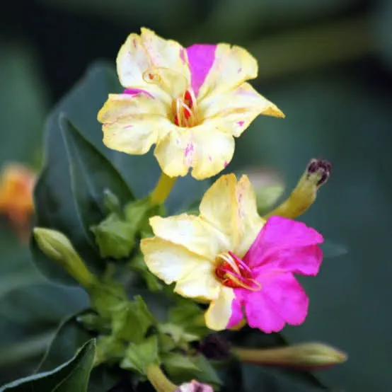 Mirabilis Jalapa 4 O Clock Mix Flower Seed Asian Flower Type Jalapa Plant 10 30 Seeds Lazada Ph