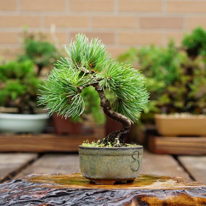 ว้าว-เมล็ดสนญี่ปุ่น-50-เมล็ด-japanese-white-pine-pinus-seeds-ต้นไม้มงคล-ต้นไม้ฟอกอากาศ-ต้นสนใบพาย-ต้นสนญี่ปุ่น-ต้นมะขามบอนไซ-พร้อมจัดส่ง-พรรณ-ไม้-น้ำ-พรรณ-ไม้-ทุก-ชนิด-พรรณ-ไม้-น้ำ-สวยงาม-พรรณ-ไม้-มงค