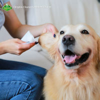 Organic Eye Dog Natural Eco Friendly Biodegradable Bamboo Dogs Eyes Cleaning Oem Wet