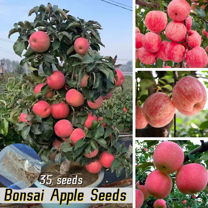 [Fast Germination] 35pcs Bonsai Apple Seeds for Planting Fruits