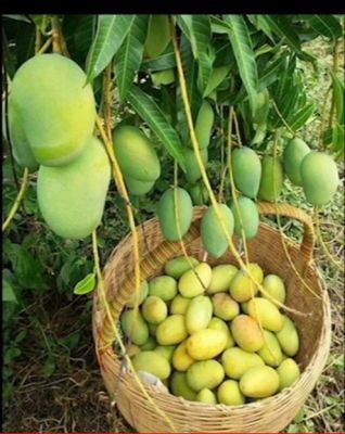 มะม่วงสามฤดู(three seasons mango)กิ่งทาบกระถาง8"(1ต้น)