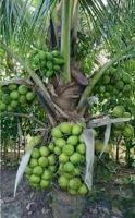 ต้นมะพร้าว น้ำหอม พันธุ์เตี้ย thai coconut สวนเขาหมาก น้ำหวาน เนื้อหนา ผลใหญ่ ติดลูกเร็ว พร้อมปลูก รับประกันสินค้า