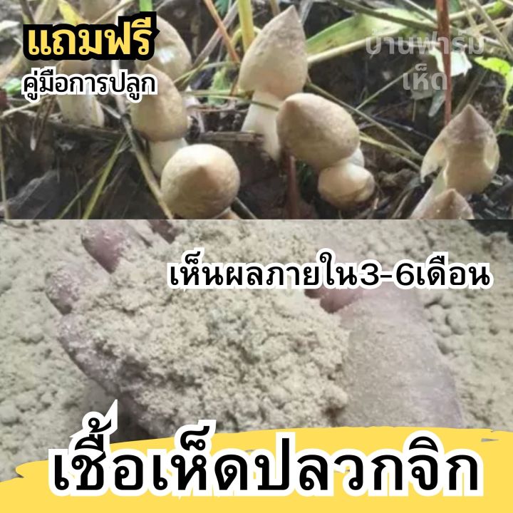 หัวเชื้อเห็ดปลวกจิก-แบบผง-เชื้อเห็ดปลวกจิก-เชื้อเห็ด-ผลิตจากจาวปลวกแท้100-รับประกันออกดอก