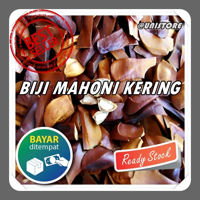 Biji Buah Mahoni Kering 1kg Mauni Mahuni Lazada Indonesia