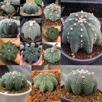 ( Pro+++ )++ แอสโตรซุปเปอร์เว้า Astrophytum Star shaped คาบูโตะ แอสโตรเว้าปลาดาวดอทสวยงาม เพชร คัดพิเศษ เบาๆ ราคาดี ต้นไม้ ฟอก อากาศ กระถาง ต้นไม้ ไม้ ประดับ ต้นไม้ ปลูก ใน บ้าน