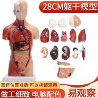 28 cm body internal organs heart anatomy mannequins model medical AIDS bone childrens educational toys