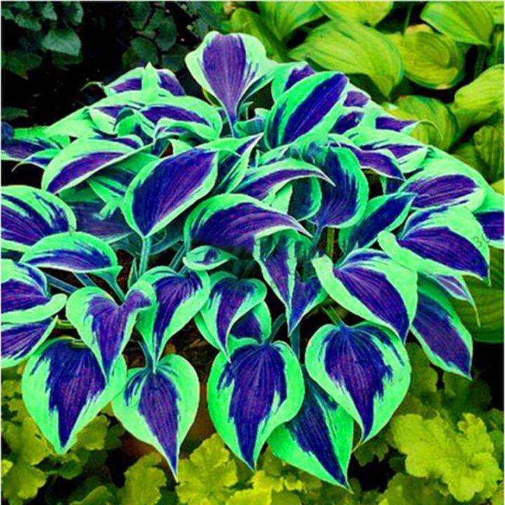 Hosta Plantaginea Seeds Fragrant Plantain Flower Fire And Ice Shade Mix