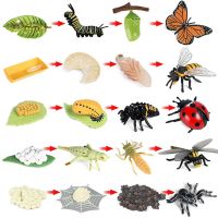 Life Cycle Figurines of Butterfly Spider Bee Ladybug Dragonfly, Plastic Insect Bug Figures Toy, School Project for Kids