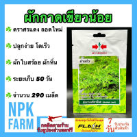 ผักซอง ศรแดง ผักกาดเขียวน้อย คำแก้ว จำนวน 290 เมล็ด/ซอง เมล็ดพันธุ์ ลอตใหม่ งอกดี ปลูกง่าย โตเร็ว ผักใบสร้อย ผักกาดหิ่น ระยะเก็บ 50 วัน