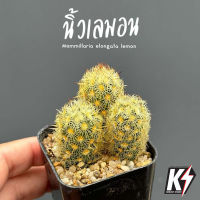 Mammillaria elongata lemon นิ้วเลมอน #ต้นเดี่ยว #แคคตัส กระบองเพชร cactus&amp;succulent