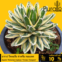 ต้น อากาเว่  วิคตอเรีย ด่างครีม คอมแพค  Agave Victoriae-reginae Cream Compact #Agave #succulent