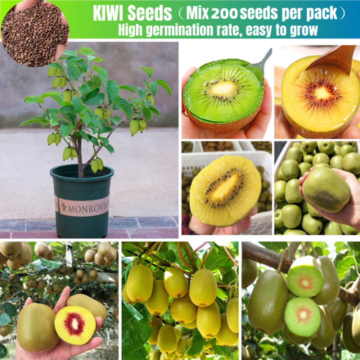 [Easy To Grow In The Philippines] Fresh 200 Seeds Edible Kiwi Tree