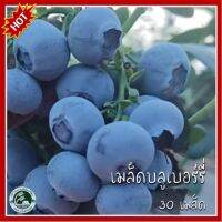 30 เมล็ด บลูเบอร์รี่ blueberry เมล็ดบลูเบอร์รี่ บลูเบอรี่ เมล็ดบลูเบอรี่