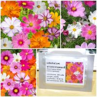 เมล็ดพันธุ์  ดาวกระจายคละสี Mixed Cosmos Flower Seed 200 เมล็ด ของแท้ เมล็ดพันธุ์ดอกไม้ ผักสวนครัว เมล็ดพันธุ์ผัก