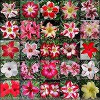 12 เมล็ด เมล็ดพันธุ์ Garden Plant ชวนชม สายพันธุ์ฮอลแลนด์ คละสี Adenium Seed กุหลาบทะเลทราย Desert Rose ราชินีบอนไซ อัตราการงอก 80-90% มีคู่มือปลูก