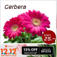 ซื้อ 1 แถม 1，50 เมล็ด (ไม่ใช่พืช)เมล็ดเยอบีร่าGerbera