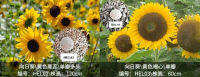 เมล็ดพันธุ์ดอกทานตะวัน Helianthus annuus L. (HEL01,HEL02) ความสูง60 ซม และ 120 ซม.