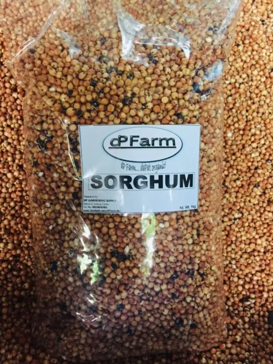 Red Grains (Great Millet/Milo) / Bird Seeds 1Kg Lazada PH