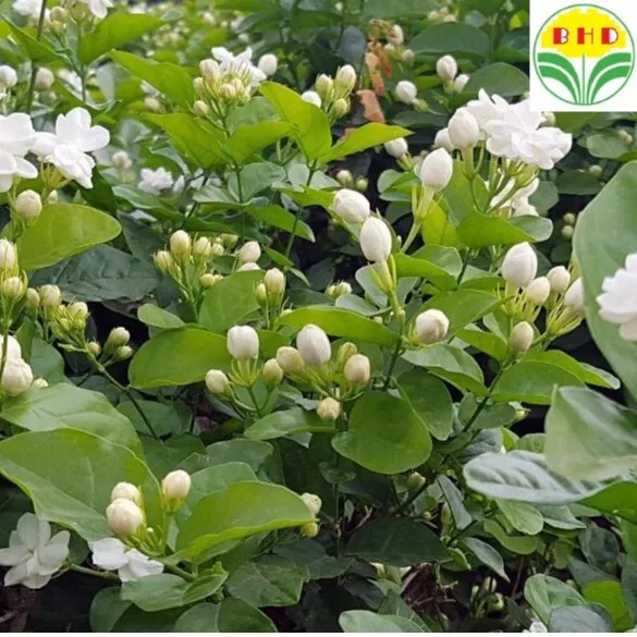 Malaysia Stock Real Plants Fragrant Jasmine Plant Jasminum Sambac