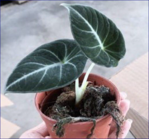 Alocasia Black Velvet Indoor Plant with Pot Lazada