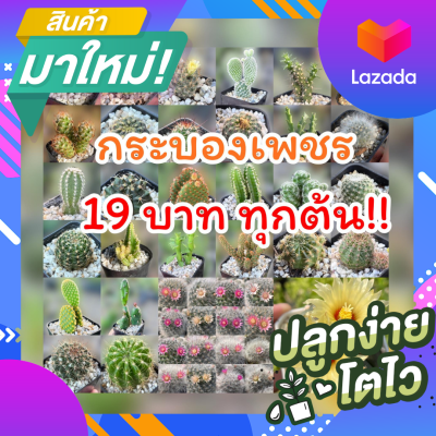 กระบองเพชร Cactus 19 บาท ส่งทั้งกระถาง