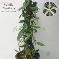 ต้นวานิลลา กระถาง 12 นิ้ว สายพันธุ์แพลนนิโฟเลีย (Planifolia Vanilla Orchid Plant) อายุ 1 ปี มี 3 เถา เถาละ 1.50 เมตร (จำกัด 1 กระถางต่อ 1 คำสั่งซื้อ)