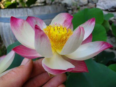 5 เมล็ด บัวนอก บัวนำเข้า บัวสายพันธุ์ Somaihi LOTUS Seeds สีชมพู ม่วง บัวแคระ พันธุ์เล็ก จิ๋ว ปลูกในสภาพอากาศประเทศไทยได้ ขยายพันธุ์ง่าย