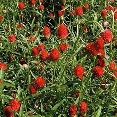 เมล็ดพันธุ์ Garden บานไม่รู้โรย สีแดง Gomphrena Mix seed ดอกไม้ พรรณไม้ คุณภาพ 100 เมล็ด