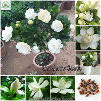 เมล็ดพันธุ์ เม็ดพุด Gardenia Flower Seeds for Planting ต้นไม้ประดับ ดอกไม้จริง พันธุ์ดอกไม้ เมล็ดพันธุ์พืช ต้นดอกไม้สวยๆ ต้นไม้มงคล ต้นไม้ฟอกอากาศ เมล็ดดอกไม้ ของแต่งสวน Fragrant Flowers Plants เมล็ดพันธุ์แท้ 100% ปลูกง่าย ปลูกได้ทั่วไทย บรรจุ 100 เมล็ด