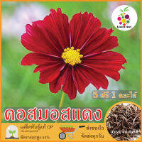 ซื้อ5 แถม1 เมล็ดพันธุ์ ดอกคอสมอส สีแดง 40 เมล็ด (Red Dazzler Cosmos Flower Seed) เมล็ดพันธุ์แท้ ปลูกง่าย อัตรางอกสูง เก็บเมล็ดปลูกต่อได้