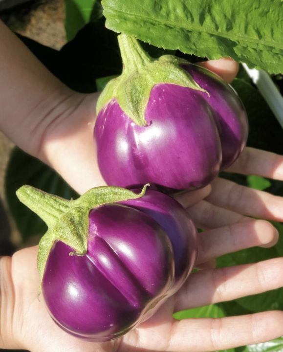 มะเขือ-มะเขือเปราะม่วง-eggplant-seeds-มะเขือแบล๊คไดม่อน-มะเขือไข่เต่าขาว-มะเขือคางกบ