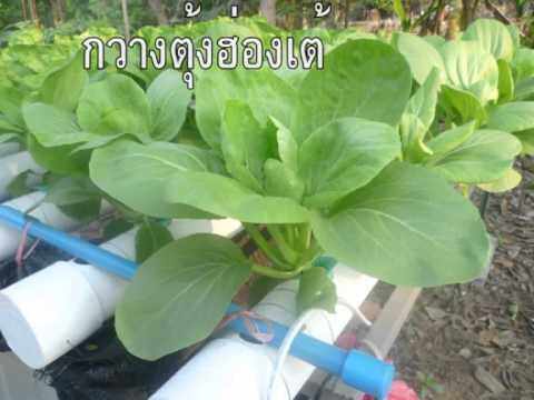 ผักกวางตุ้งฮ่องเต้ทนร้อน-เมล็ดผักกวางตุ้งฮ่องเต้-2500-เมล็ด