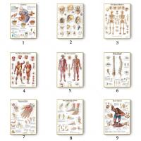 Anatomy Education Science Medicine Poster Print Muscles System Canvas Painting Human Body Map Canvas Wall Pictures Office Decor
