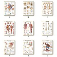 Anatomy Education Science Medicine Poster Print Muscles System Canvas Painting Human Body Map Canvas Wall Pictures Office Decor